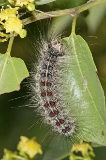 Gypsy Moth -Lymantria dispar-, adult caterpillar, Lake Kerkini region, Greece, Europe