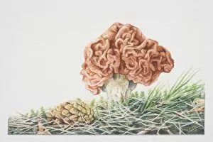 Gyromitra esculente, False Morel mushroom fruiting in grass