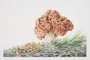 Fungus Prints: Gyromitra esculente, False Morel mushroom fruiting in grass