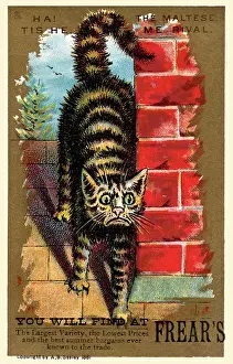 Cats Prints: Ha! Tis he, the Maltese. Me rival