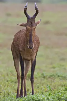 Haartebeest -alcelaphus buselaphus- at Addo Elephant Park, South Africa