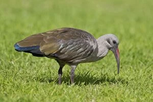 Hadeda ibis -Bostrychia hagedash-, Wilderness National Park, South Africa