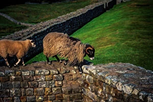 Landscaped Gallery: Hadrians Wall