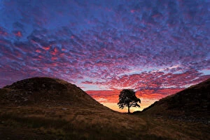 Images Dated 5th August 2018: Hadrians Wall Sycamore Gap Tree. Northumberland. UK