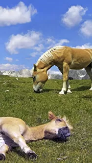 Haflinger foal lying asleep on a meadow, blue sky and white clouds, Gardena Valley, Tyrol, Italy, Europe