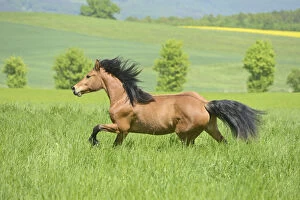 Images Dated 19th May 2013: Haflinger pony-mix mare, 2 years, galloping in the paddock, Bavaria, Germany