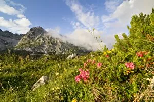 Spermatophyte Gallery: Hairy Alpenrose -Rhododendron hirsutum-, Karwendel mountains, Tyrol, Austria, Europe