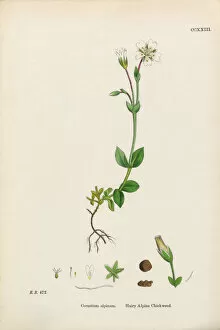 Images Dated 20th February 2017: Hairy Alpine Chickweed, Cerastium Alpinum, Victorian Botanical Illustration, 1863