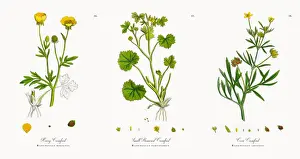 Crowfoot Prints: Hairy Crowfoot, Ranunculus hirsutus, Victorian Botanical Illustration, 1863