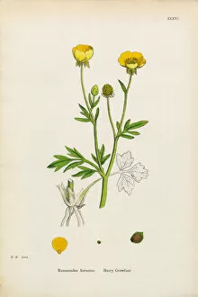 Images Dated 6th January 2017: Hairy Crowfoot, Ranunculus hirsutus, Victorian Botanical Illustration, 1863