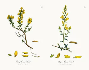 Images Dated 6th December 2017: Hairy Green-Weed, Genista Pilosa, Victorian Botanical Illustration, 1863