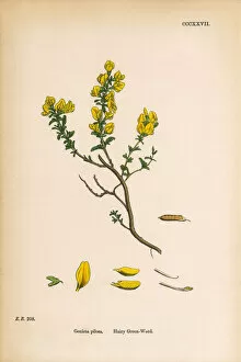 Images Dated 6th June 2017: Hairy Green-Weed, Genista Pilosa, Victorian Botanical Illustration, 1863