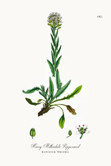 Images Dated 29th September 2017: Hairy Mithridate Pepperwort, Lepidium Smithii, Victorian Botanical Illustration, 1863