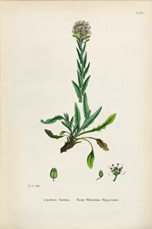 Images Dated 30th January 2017: Hairy Mithridate Pepperwort, Lepidium Smithii, Victorian Botanical Illustration, 1863