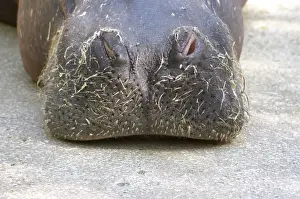 Spanish Prints: Hairy snout of a hippopotamus (Hippopotamus amphibius) in the zoo of Valencia
