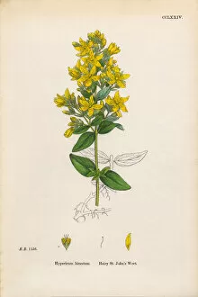 Images Dated 9th March 2017: Hairy St. Johnas Wort, Hypericum hirsutum, Victorian Botanical Illustration, 1863