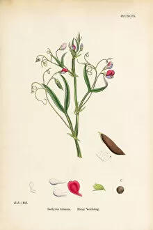 Images Dated 18th September 2017: Hairy Vetchling, Lathyrus hirsutus, Victorian Botanical Illustration, 1863