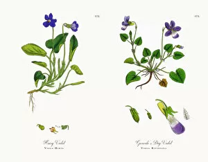 Images Dated 20th November 2017: Hairy Violet, Viola Hirta, Victorian Botanical Illustration, 1863