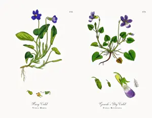 Hairy Violet, Viola Hirta, Victorian Botanical Illustration, 1863