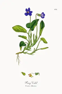Hairy Violet, Viola Hirta, Victorian Botanical Illustration, 1863