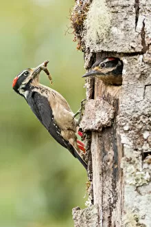 Images Dated 7th September 2017: Hairy Woodpecker