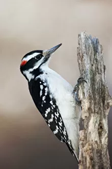 Woodpeckers Collection: Hairy woodpecker portrait