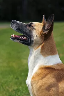 Half-breed, Podenco and Bernese Mountain Dog Mix -Canis lupus familiaris- domestic dog, bitch