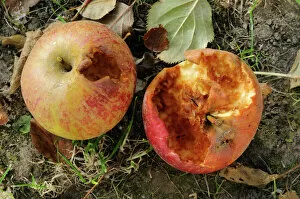 Fruit Gallery: Half-eaten apples