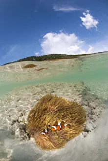 Images Dated 7th October 2017: Half submerged view of two clownfishes live with their anemone host