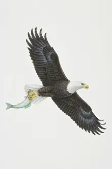 Fish Prints: Haliaeetus leucocephalus, flying Bald eagle holding a fish in its talons