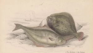Edward Gooch Photography Collection: The Halibut And The Turbot