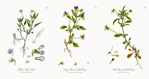 Images Dated 21st November 2017: Halleras Dog Violet, Viola Stagnina, Victorian Botanical Illustration, 1863