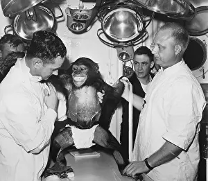 Nasa Prints: Ham The Chimp After Space Voyage