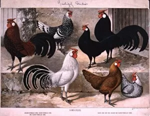 Rischgitz Collection: Hamburg Cocks