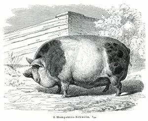 Hampshire England Collection: Hampshire Pigs engraving 1895