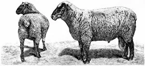 Animal Head Gallery: hampshire down sheep