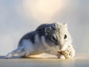 Images Dated 6th November 2015: Hamster (Cricetinae), eating a dried fig, lit by sunlight
