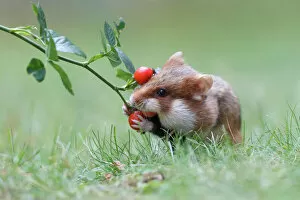 Fruit Gallery: Hamster -Cricetus cricetus- taking a rosehip for its hoard, Austria