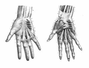Images Dated 24th May 2017: Hand anatomy engraving 1866