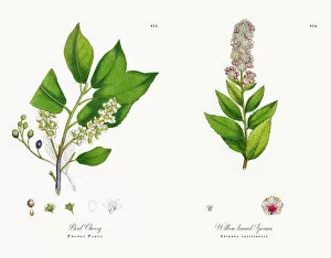 Images Dated 18th December 2017: Hand Colored Bird Cherry, Prunus Padus, Victorian Botanical Illustration, 1863