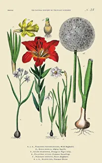 Hand-colored Botanical Engraving, History of the Plant Kingdom, Victorian Botanical Illustration, Plate 34, Circa 1853