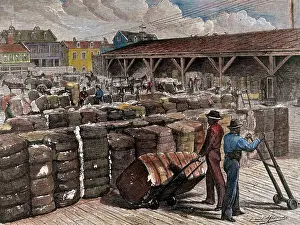 Cotton Prints: Hand-Colored Engraving of Stevedores Loading Cotton Bales