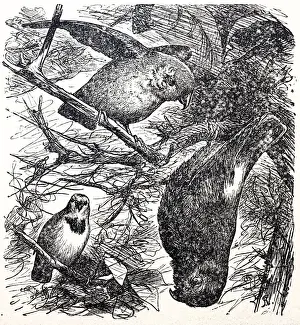 Paint Prints: Hand-drawing parrots sitting on branch