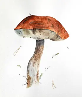 Hand drawn watercolor raw forest aspen mushroom are on white paper