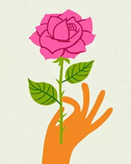 Images Dated 29th October 2012: Hand Holding a Pink Rose