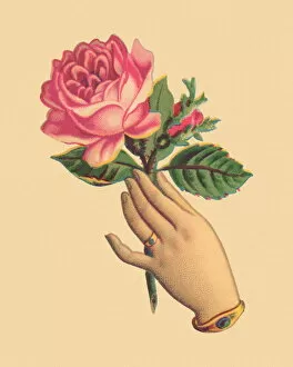 Flower Head Gallery: Hand Holding a Rose