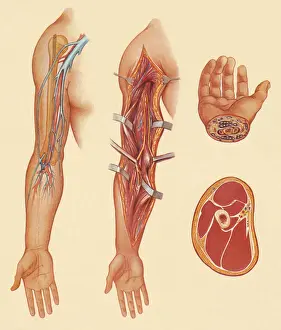 Illustratio Prints: Arm