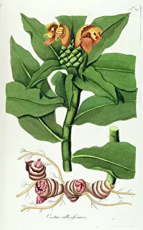 Hand Painted Prints: Hand painted botanical print