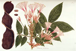 Hand Painted Prints: Hand painted botanical print