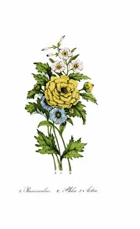 Images Dated 12th November 2018: hand painted illustration of Ranunculus, Phlox and Aster